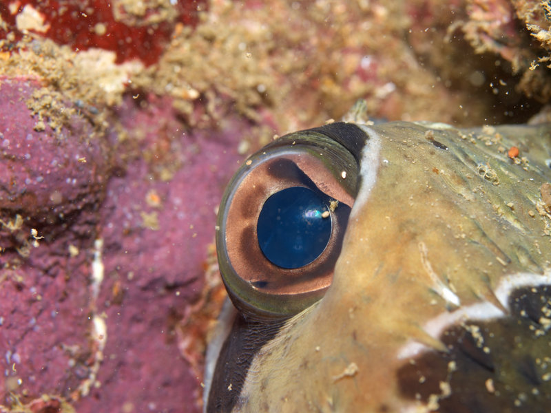 Porcupine puffer fish